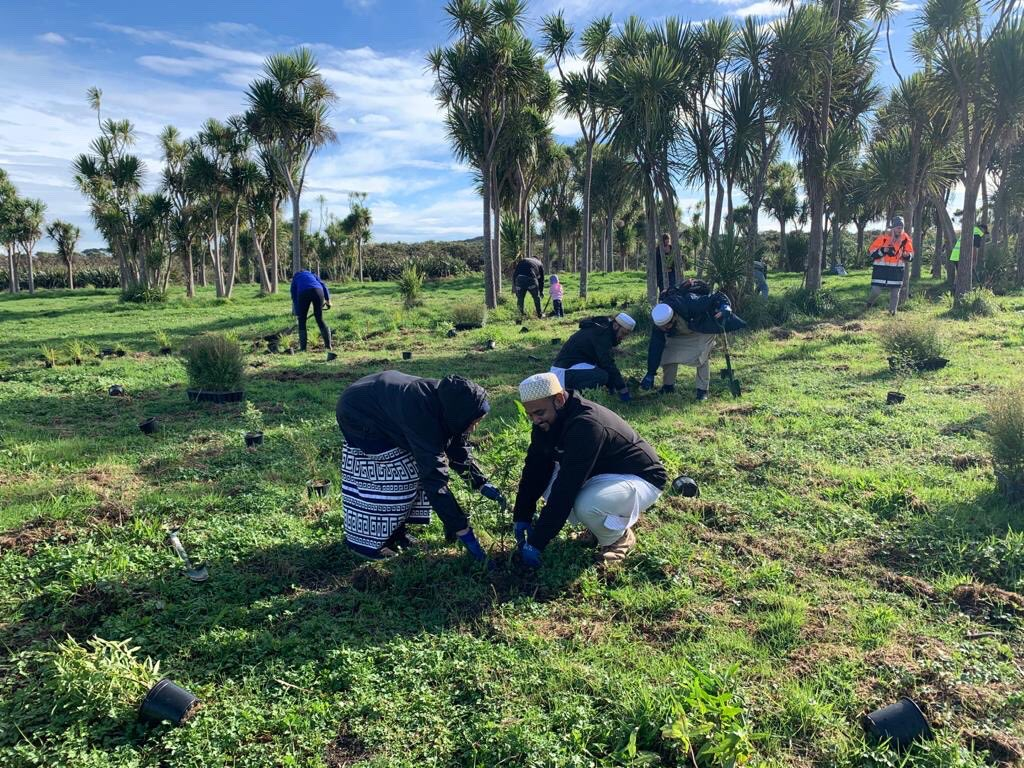 Tree Plantations